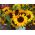 Okrasná slnečnica "Amor" - stredne vysoká odroda - Helianthus annuus - semená