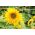 Ornamental solsikke - medium høyt utvalg med semi doble blomster - Helianthus annuus - frø