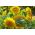 Ornamental solsikke - medium høyt utvalg med semi doble blomster - Helianthus annuus - frø