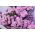 Rozā statuja; jūras lavandas, iecirtums lapu purva rozmarīns, jūras rozā, wavyleaf jūras lavandas - 105 sēklas - 