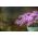 Розовая статица; морская лаванда, зубчатый лист, болотный розмарин, морская роза, морская лаванда - 105 семян -  - семена