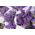 Statice ungu, lavender laut, daun takik marsh rosemary, laut merah muda, wavyleaf lavender laut - 105 biji - 
