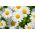 Vit dvärg krysantemum - 340 frön - Chrysanthemum leucanthemum