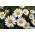 백색 왜성 국화 - 340 종 - Chrysanthemum leucanthemum - 씨앗