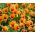 बड़े फूल वाले बगीचे की पैंसी "ऑरेंज मिट एगे" - नारंगी के साथ एक काली बिंदी - 240 बीज - 