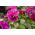 פרחי גינה גדולים פרחוניים - ורודים עם ורוד - 400 זרעים - Viola x wittrockiana 