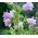 Lonceng Canterbury - varietas bunga ganda; bell flower - 400 biji - Campanula medium