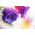 Canterbury-klokken - variëteit met twee bloemen; bell flower - 400 zaden - Campanula medium