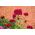 Harjaneilikka - Scarlet Beauty - 450 siemenet - Dianthus barbatus
