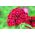 Borstnejlika - Scarlet Beauty - 450 frön - Dianthus barbatus