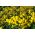금 바구니; goldentuft alyssum, 황금 alyssum, 황금 alison, 금 먼지, 황금 술자리 alyssum, 황금 tuft madwort, 바위 madwort - 500 씨앗 - Alyssum saxatile