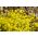 금 바구니; goldentuft alyssum, 황금 alyssum, 황금 alison, 금 먼지, 황금 술자리 alyssum, 황금 tuft madwort, 바위 madwort - 500 씨앗 - Alyssum saxatile