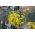 金篮; goldentuft alyssum，金色香薰，金色艾莉森，金尘，金色香水alyssum，金色毛茛，岩石麦兜 -  500粒种子 - Alyssum saxatile - 種子