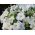 Petunia Grandiflora - balts - 80 sēklas - Petunia x hybrida