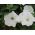 ดอกพิทูเนียสีขาวขนาดใหญ่ - 80 เมล็ด - Petunia x hybrida 