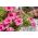 Růžová velkolepá petúnie - 80 semen - Petunia x hybrida  - semena