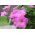 ピンクの大輪ペチュニア -  80種 - Petunia x hybrida  - シーズ
