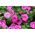 Růžová velkolepá petúnie - 80 semen - Petunia x hybrida  - semena