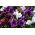 대형 꽃 피튜니아 "Smolicka Superbissima"- 60 종자 - Petunia x hybrida superbissima  - 씨앗