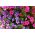 大花矮牵牛“Smolicka Superbissima” -  60粒种子 - Petunia x hybrida superbissima  - 種子