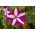 Малинова петунія з двокольоровими квітками "Starlet F2" - 80 насінин - Petunia x hybrida pendula  - насіння