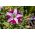 Цримсон петуниа са двобојним цветовима "Старлет Ф2" - 80 семена - Petunia x hybrida pendula 