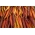 Sárgarépa - színkeverék - vetőszalagok - Daucus carota - magok