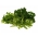 파슬리 잎 믹스 - SEED TAPE - Petroselinum crispum  - 씨앗