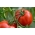 الطماطم "Alka" - تنوع مبكر ، قزم - SEED TAPE - Lycopersicon esculentum  - ابذرة