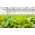 Зелена салата "Јустина" - рана сорта - СЕЕД ТАПЕ - Lactuca sativa L.  - семе