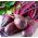 甜菜根“Cylindra” - 经过处理的种子 - Beta vulgaris - 種子