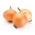 Valgomasis svogūnas - Augusta - 500 sėklos - Allium cepa L.