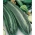 Calabacín - Striato d'Italia - 10 semillas - Cucurbita pepo