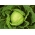 Bílé zelí "Roem van Enkhuizen 2" - střední raná odrůda - 400 semen - Brassica oleracea convar. capitata var. alba - semena