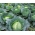 Білокачанна капуста "Каменна Глоя" - оброблені насіння - Brassica oleracea convar. capitata var. alba