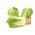 纳帕白菜“希尔顿” -  215粒种子 - Brassica pekinensis Rupr. - 種子