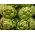 Kronärtskocka - Gros Vert de Laon - 10 frön - Cynara scolymus