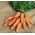 Морква "Доланка" - пізній сорт - 4250 насіння - Daucus carota ssp. sativus 
