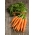 Carrot "Flakkese 2 - Vita Longa" - late variety - 1700 seeds