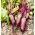 Beetroot "Cylindra" - Biji-buahan yang ditanam - 100 biji - Beta vulgaris var. conditiva  - benih
