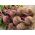 Επικαλυμμένοι σπόροι παντζαριού -Detroit 2- 100 σπόροι - Beta vulgaris var. conditiva    