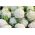 Conopidă albă "Igloo" - soiuri timpurii - SEMINȚE SUPRAFEȚE - 50 de semințe - Brassica oleracea L. var.botrytis L.
