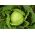 白菜“幻想曲” - 用于掩护和田间栽培 - 涂层种子 -  100粒种子 - Brassica oleracea convar. capitata var. alba - 種子