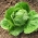 Iceberg lettuce "Queen of Summer" - crisp, early variety - COATED SEEDS - 250 seeds