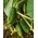 黄瓜“Wisconsin SMR 58”，酸洗品种 -  TREATED SEEDS  -  250粒种子 - Cucumis sativus - 種子