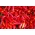 Lada Jalapeno - varietas merah, sangat panas - 85 biji - Capsicum L.