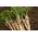 פטרוזיליה "נשר - בלבל" - זרעים קשורים - Petroselinum crispum 