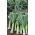 Leek "Herbstriesen 2" - pelbagai awal sederhana - 320 biji - Allium ampeloprasum L. - benih
