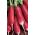 Radish "Flamboyant 2" - stacojie, rădăcini cu vârf alb - 425 semințe - Raphanus sativus L.