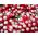 मूली "ओपोलंका" - मध्यम लंबा, लाल, सफेद-इत्तला दे दी जड़ - 850 बीज - 